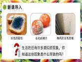 北師大版生物八年級(jí)上冊(cè)5.12.1 微生物的特點(diǎn)和主要類型 第2課時(shí) 課件
