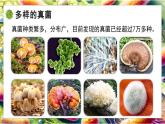 北師大版生物八年級(jí)上冊(cè)5.12.1 微生物的特點(diǎn)和主要類型 第2課時(shí) 課件