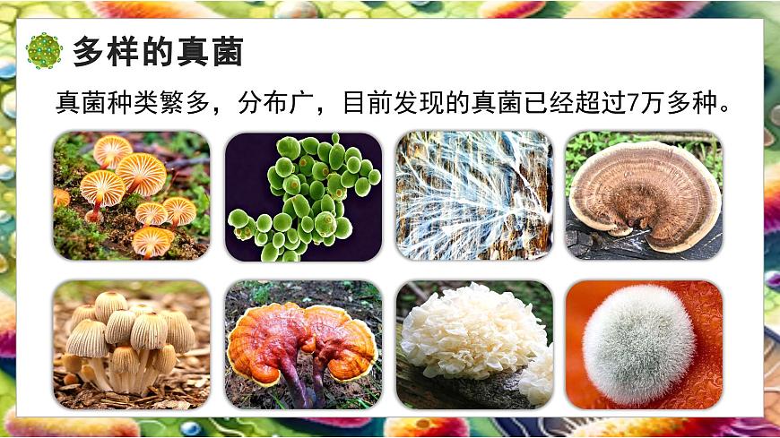 北师大版生物八年级上册5.12.1 微生物的特点和主要类型 第2课时 课件第4页