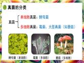 北師大版生物八年級(jí)上冊(cè)5.12.1 微生物的特點(diǎn)和主要類型 第2課時(shí) 課件