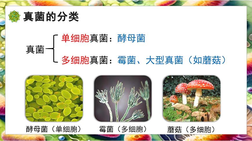 北师大版生物八年级上册5.12.1 微生物的特点和主要类型 第2课时 课件第5页