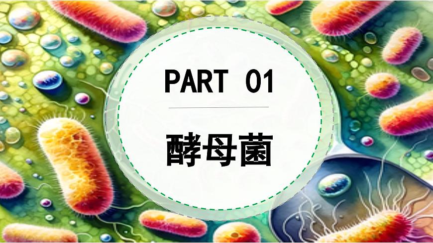 北师大版生物八年级上册5.12.1 微生物的特点和主要类型 第2课时 课件第6页