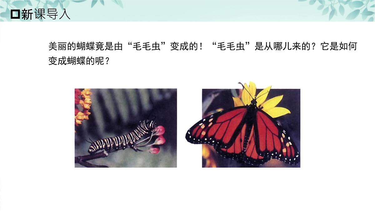 【核心素养目标】北京版初中生物八年级上册4.1.3《动物的生殖和发育》课件第1页