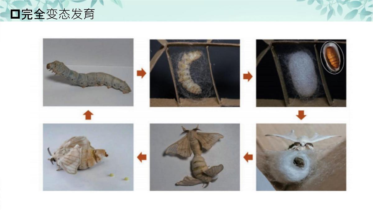 【核心素养目标】北京版初中生物八年级上册4.1.3《动物的生殖和发育》课件第5页