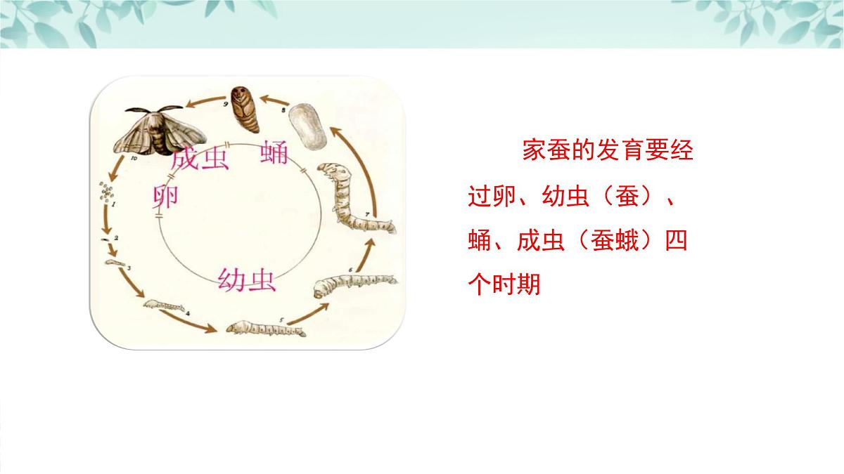 【核心素养目标】北京版初中生物八年级上册4.1.3《动物的生殖和发育》课件第6页