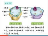 【新教材新課標】蘇教版生物七年級上冊跨學科實踐 制作細胞結(jié)構(gòu)模型（教學課件+教學設(shè)計）