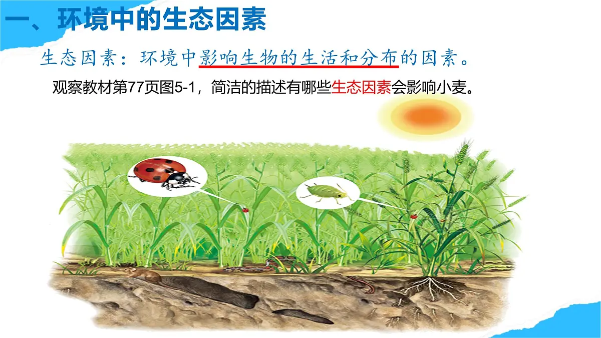 【核心生物】人教版初中生物八年级上册5.1.1《 生物与环境的相互作用》课件第6页