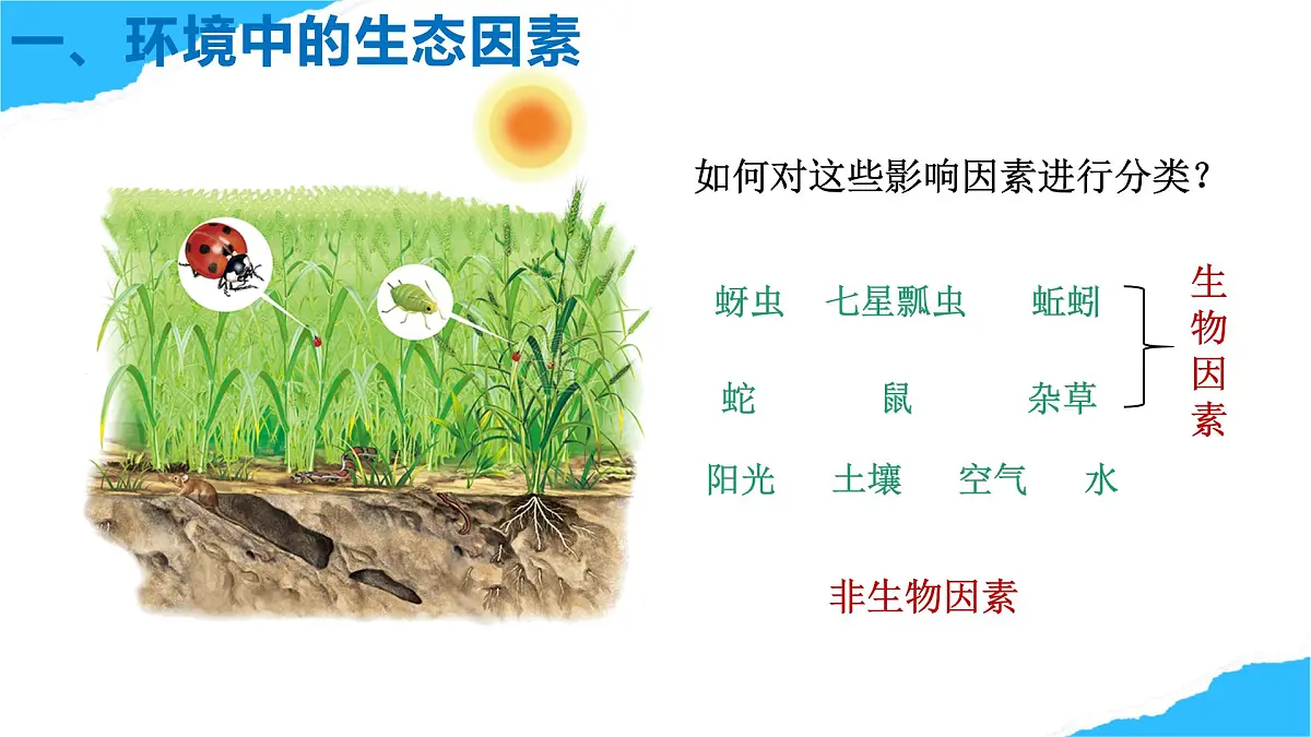 【核心生物】人教版初中生物八年级上册5.1.1《 生物与环境的相互作用》课件第7页