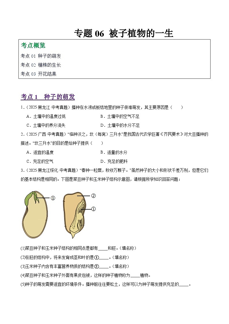 2025年中考生物真题分类汇编：专题06 被子植物的一生（全国通用）（第01期）（原卷版）第1页