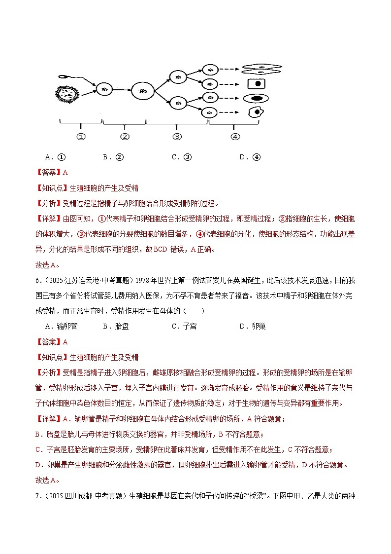 2025年中考生物真题分类汇编：专题08 人的生殖、人体营养与呼吸（全国通用）（第01期）（解析版）第3页