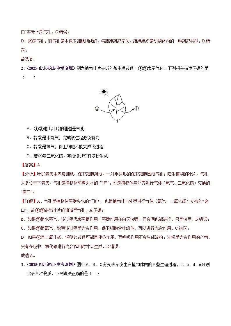 2025年中考生物真题分类汇编：专题05 绿色植物的作用（全国通用）（第02期）（解析版）第2页