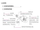 初中生物新人教版八年級上冊第四單元第六章第二節(jié)第二課時 神經(jīng)調(diào)節(jié)的基本方式作業(yè)課件（含答案）（2025秋）
