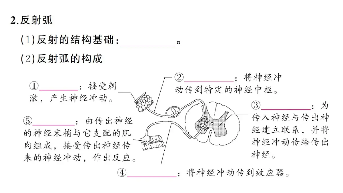 初中生物新人教版八年级上册第四单元第六章第二节第二课时 神经调节的基本方式作业课件（含答案）（2025秋）第3页