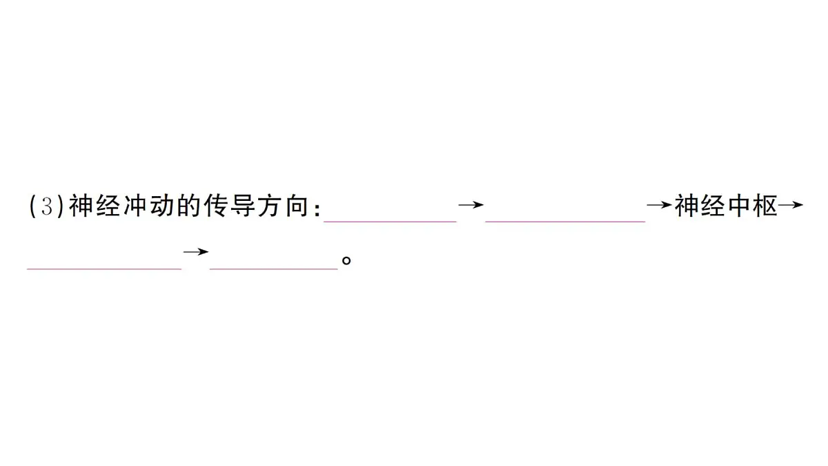 初中生物新人教版八年级上册第四单元第六章第二节第二课时 神经调节的基本方式作业课件（含答案）（2025秋）第4页