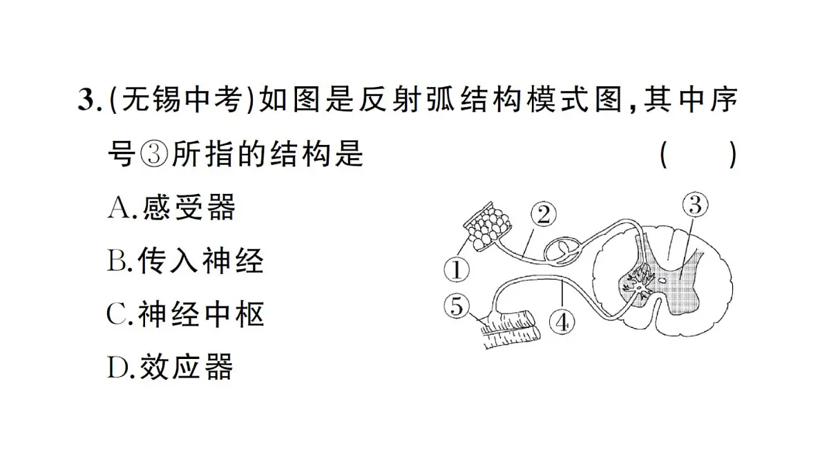 初中生物新人教版八年级上册第四单元第六章第二节第二课时 神经调节的基本方式作业课件（含答案）（2025秋）第8页