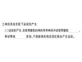 初中生物新人教版八年級(jí)上冊第四單元第六章第三節(jié) 神經(jīng)系統(tǒng)支配下的運(yùn)動(dòng)作業(yè)課件（含答案）（2025秋）