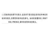 初中生物新人教版八年級(jí)上冊第四單元第六章第三節(jié) 神經(jīng)系統(tǒng)支配下的運(yùn)動(dòng)作業(yè)課件（含答案）（2025秋）