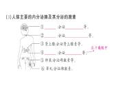 初中生物新人教版八年級上冊第四單元第六章第四節(jié) 激素調(diào)節(jié)作業(yè)課件（含答案）（2025秋）