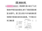 初中生物新人教版八年級(jí)上冊(cè)第四單元第七章綜合實(shí)踐項(xiàng)目 健康生活宣傳展演作業(yè)課件（含答案）（2025秋）