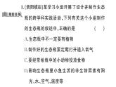 初中生物新人教版八年級上冊第五單元第一章綜合實踐項目 設(shè)計并制作生態(tài)瓶作業(yè)課件（含答案）（2025秋）