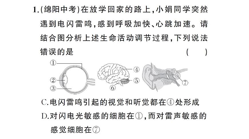 初中生物新人教版八年级上册期末识图理解题作业课件（含答案）（2025秋）第3页