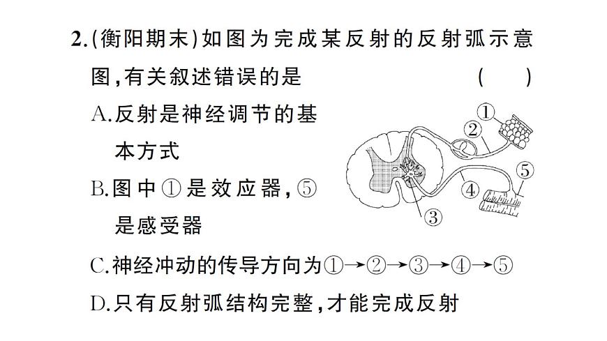 初中生物新人教版八年级上册期末识图理解题作业课件（含答案）（2025秋）第4页