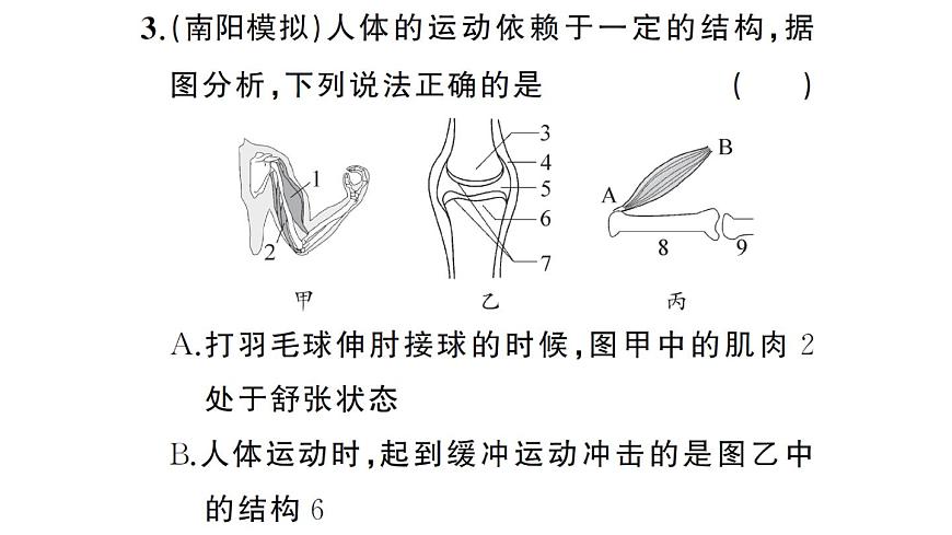 初中生物新人教版八年级上册期末识图理解题作业课件（含答案）（2025秋）第5页