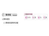 初中生物新人教版八年級上冊第四單元第六章第一節(jié)第一課時 眼和視覺作業(yè)課件（含答案）（2025秋）