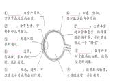初中生物新人教版八年級上冊第四單元第六章第一節(jié)第一課時 眼和視覺作業(yè)課件（含答案）（2025秋）