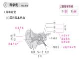 初中生物新人教版八年級上冊第四單元第六章第一節(jié)第二課時 耳和聽覺作業(yè)課件（含答案）（2025秋）