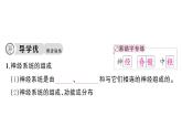 初中生物新人教版八年級上冊第四單元第六章第二節(jié)第一課時 神經(jīng)系統(tǒng)的組成作業(yè)課件（含答案）（2025秋）