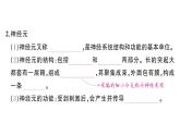 初中生物新人教版八年級上冊第四單元第六章第二節(jié)第一課時 神經(jīng)系統(tǒng)的組成作業(yè)課件（含答案）（2025秋）