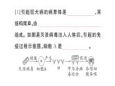 初中生物新人教版八年級上冊第四單元第七章微專題 有關(guān)傳染病和免疫的材料題作業(yè)課件（含答案）（2025秋）