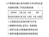 初中生物新人教版八年級上冊第五單元第二章微專題 食物鏈和食物網(wǎng)作業(yè)課件（含答案）（2025秋）