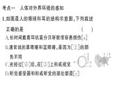 初中生物新人教版八年級上冊第四單元第六章聚焦課標·章末沖刺作業(yè)課件（含答案）（2025秋）