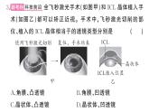 初中生物新人教版八年級上冊第四單元第六章綜合訓練作業(yè)課件（含答案）（2025秋）