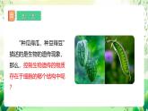 冀少版（2024）生物七上 1.1.4  細(xì)胞的生命活動(dòng) 課件