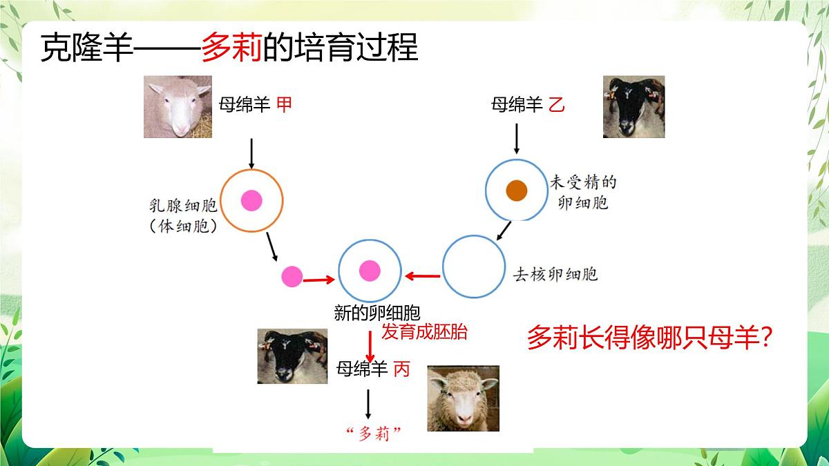 冀少版（2024）生物七上1.1.4  细胞的生命活动 课件第6页