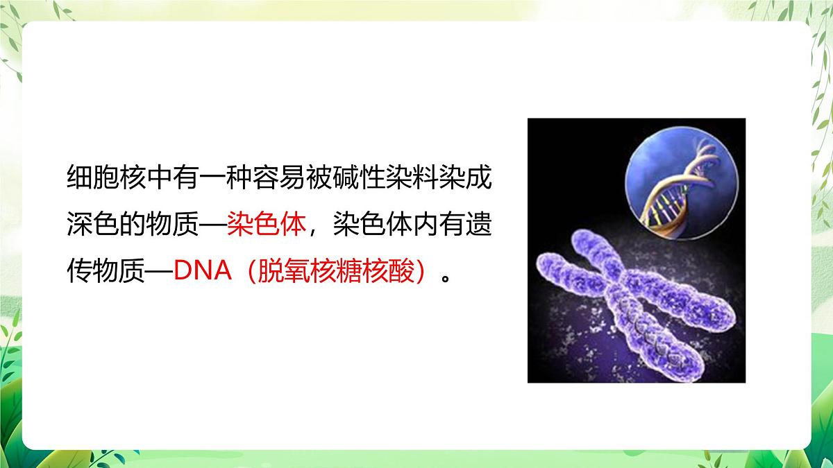 冀少版（2024）生物七上1.1.4  细胞的生命活动 课件第8页