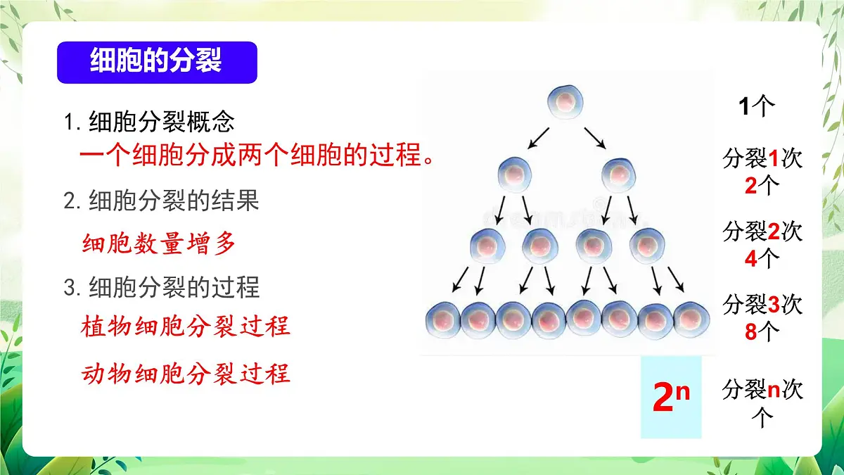冀少版（2024）生物七上1.2.1 细胞的分裂 课件第4页