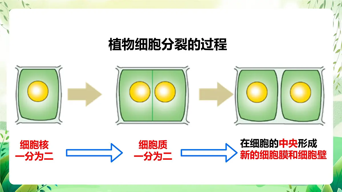冀少版（2024）生物七上1.2.1 细胞的分裂 课件第6页