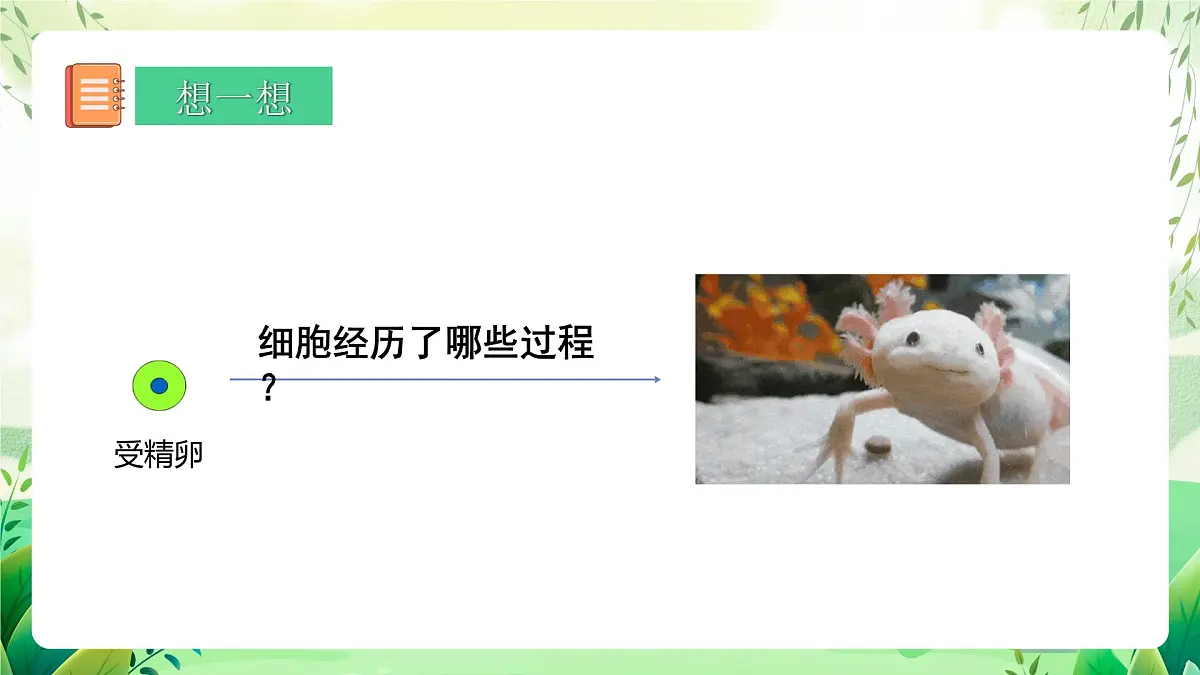 冀少版（2024）生物七上1.2.2 组织的形成 课件第3页