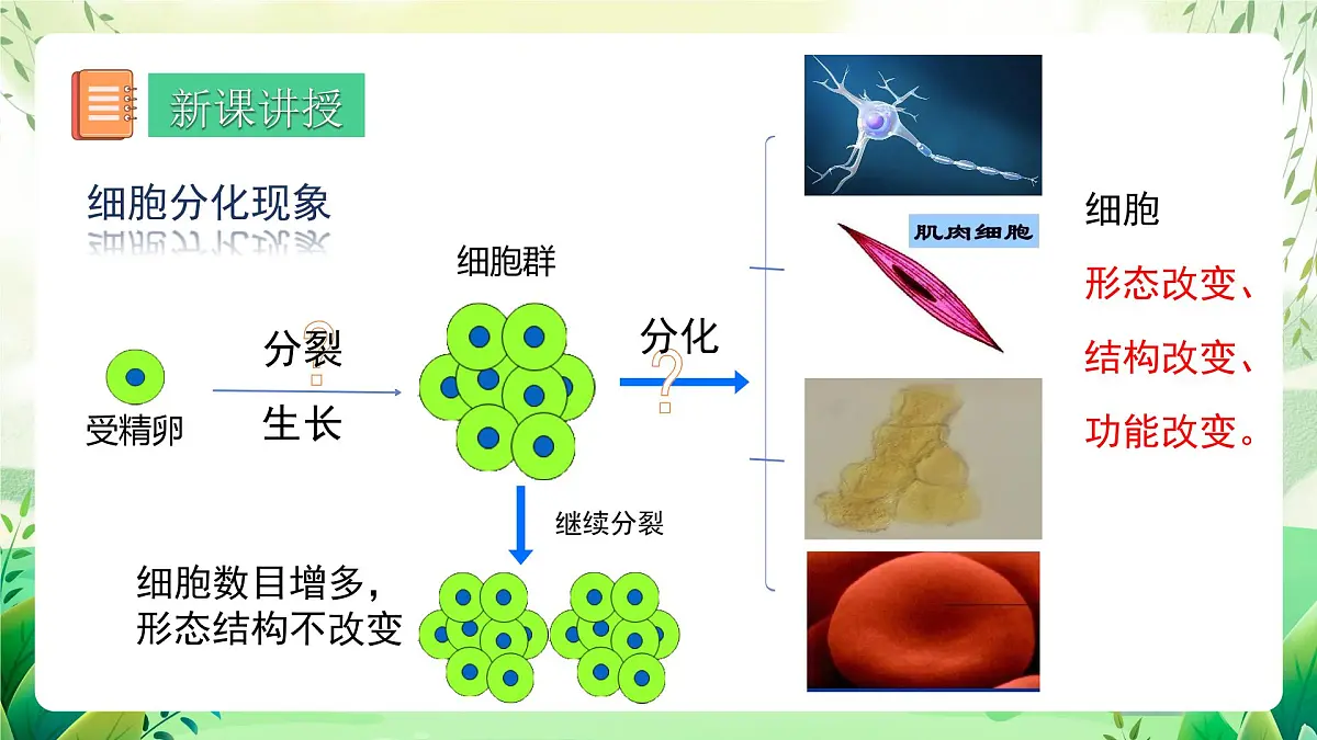 冀少版（2024）生物七上1.2.2 组织的形成 课件第4页