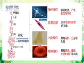 冀少版（2024）生物七上 1.2.2 組織的形成 課件