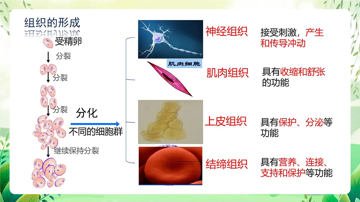 冀少版（2024）生物七上1.2.2 组织的形成 课件第5页