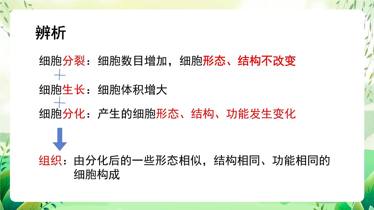 冀少版（2024）生物七上1.2.2 组织的形成 课件第7页
