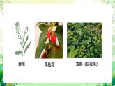 冀少版（2024）生物七上 1.2.3 器官和系統(tǒng) 課件