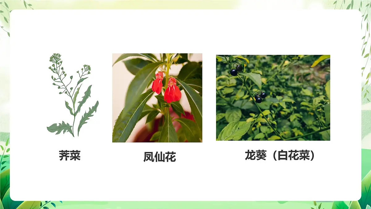 冀少版（2024）生物七上1.2.3 器官和系统 课件第5页