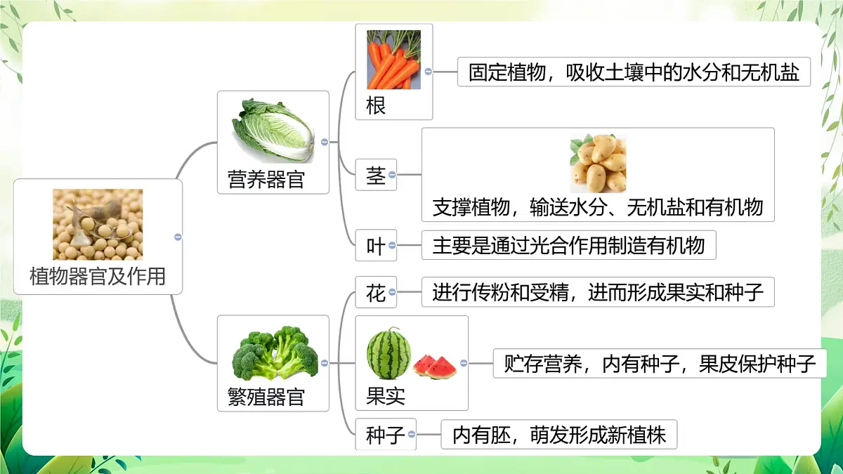 冀少版（2024）生物七上1.2.3 器官和系统 课件第7页