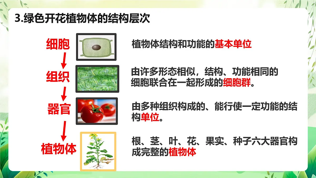 冀少版（2024）生物七上1.2.3 器官和系统 课件第8页